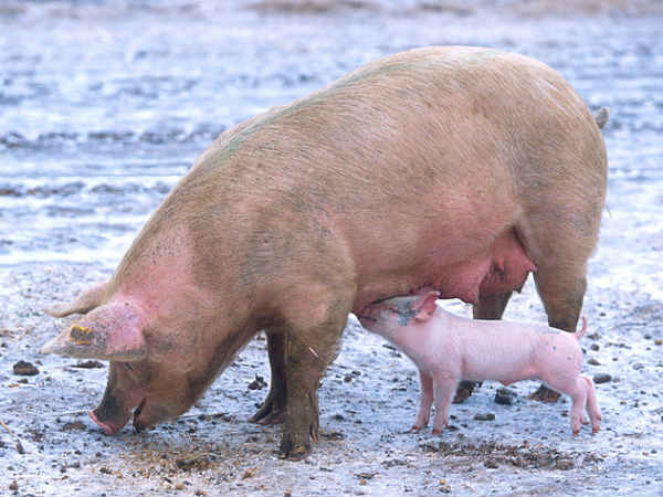 പന്നിക്കും രക്ഷയില്ല