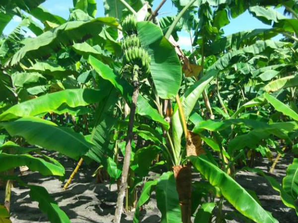 സല്യൂട്ട് 