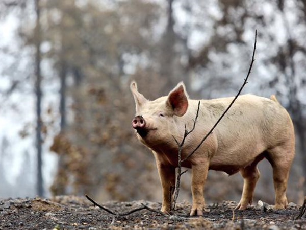 animals