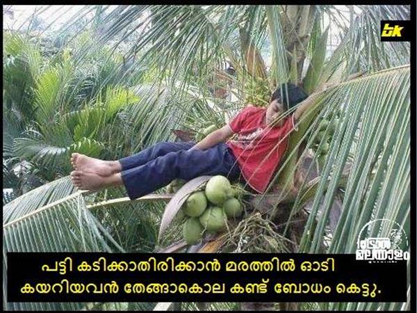തെങ്ങാക്കൊലയും തെങ്ങാക്കൊലയും