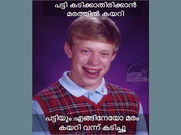 പട്ടി മരത്തില് കയറുമോ പട്ടി മരത്തില് കയറുമോ