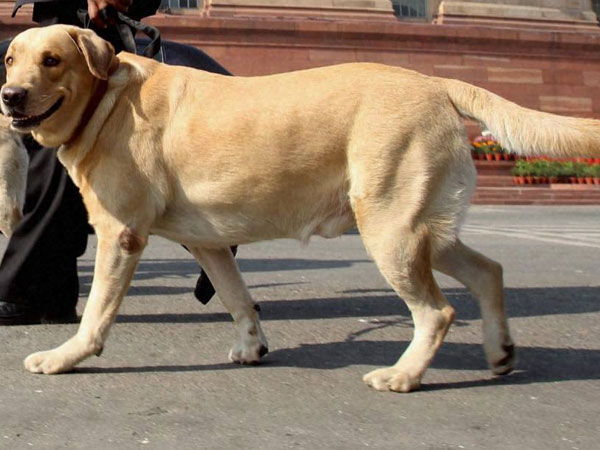 തെരുവുനായ്ക്കള്‍ക്കും ഇനി ജോലി