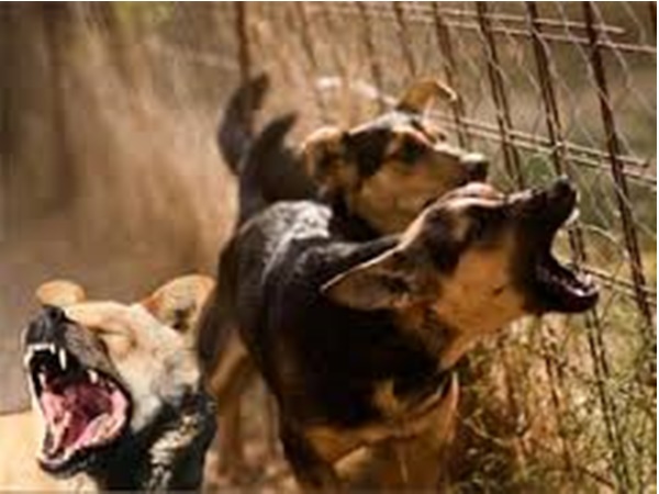 നായ്കളെ വന്ധ്യകരിച്ചാല് 250 ല് നിന്നും 500 നായ്കളെ വന്ധ്യകരിച്ചാല് 250 ല് നിന്നും 500