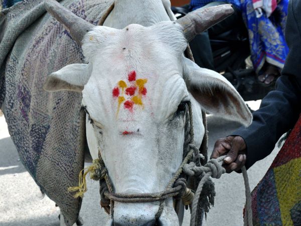 cow cow