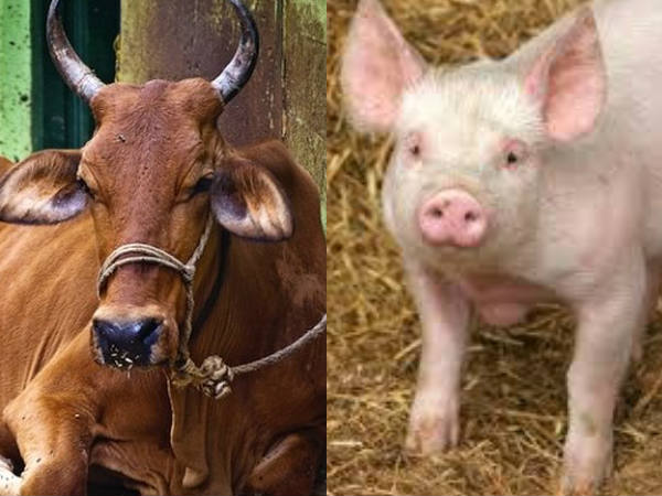 സൗദിയില്‍ പന്നിയിറച്ചി