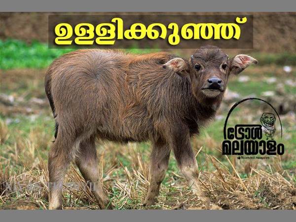 ഉള്ളിക്കുഞ്ഞ്