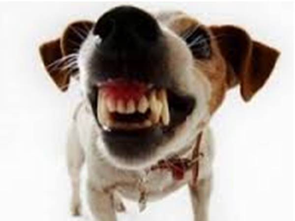 പട്ടിയെ കടിച്ചു