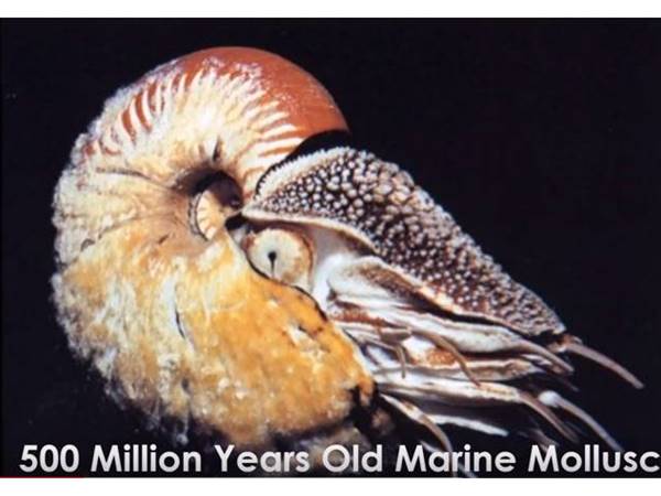 ഓള്‍ഡ് മറിയന്‍