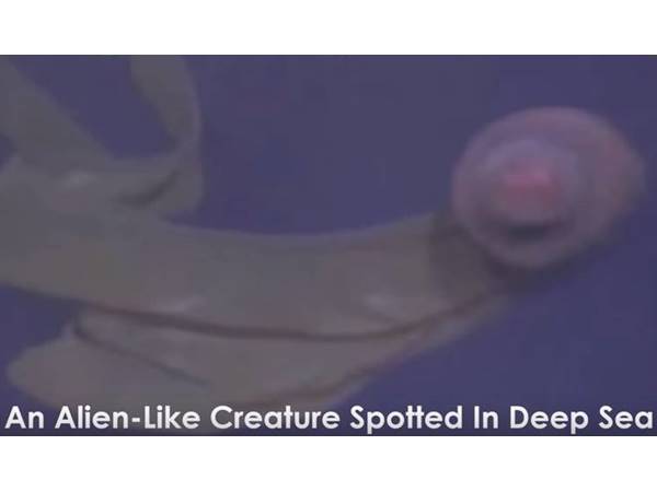 ഏലിയന്‍ ലൈക്ക് ക്രീചേസ്