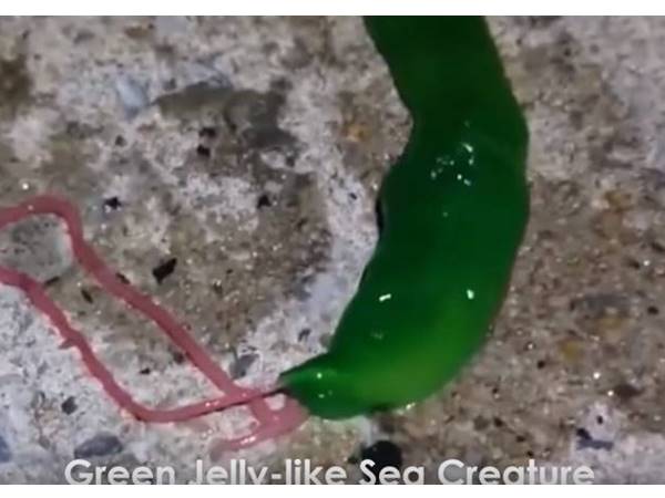 ഗ്രീന്‍ ജെല്ലി ലൈക്ക്