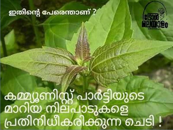 പാവം ചെടി