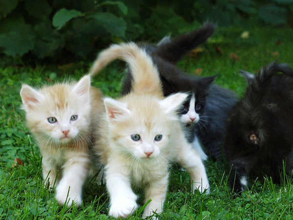 കൊന്നു കൊന്നു