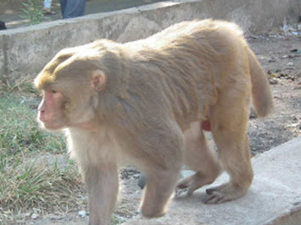 കുരങ്ങിനെ കൊന്നു