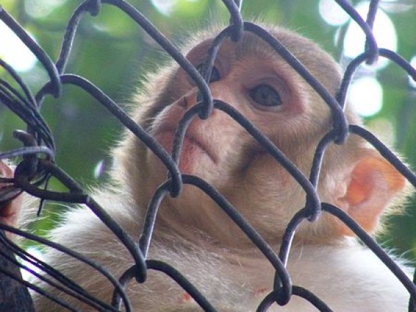 കുരങ്ങ് ആരോഗ്യവാന്‍