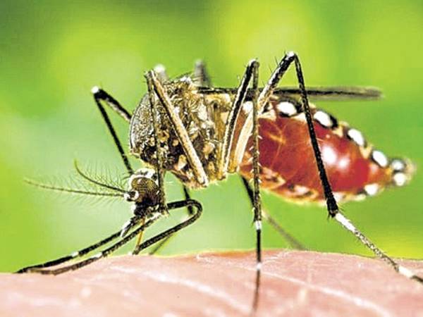 കൊതുക് വഴി