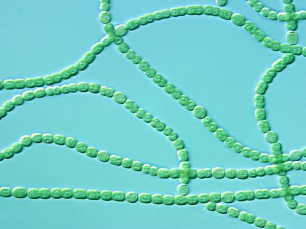 ഖത്തറില്‍