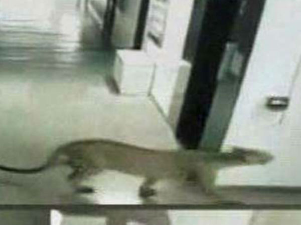 വിബ്ജിയോര്‍ സ്‌കൂളില്‍ തന്നെ