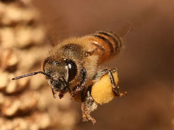 രോഗം പടരുന്നത്