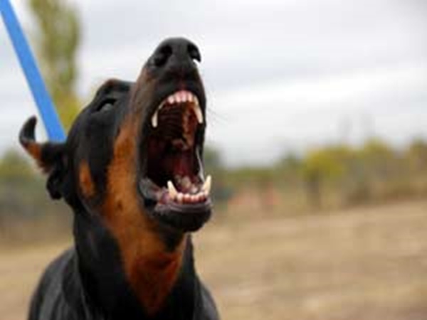 തലച്ചോറിന്