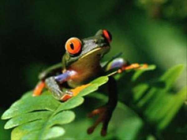 ഗ്രാമം ചുറ്റുന്നു