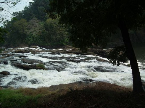 വംശനാശ ഭീഷണി