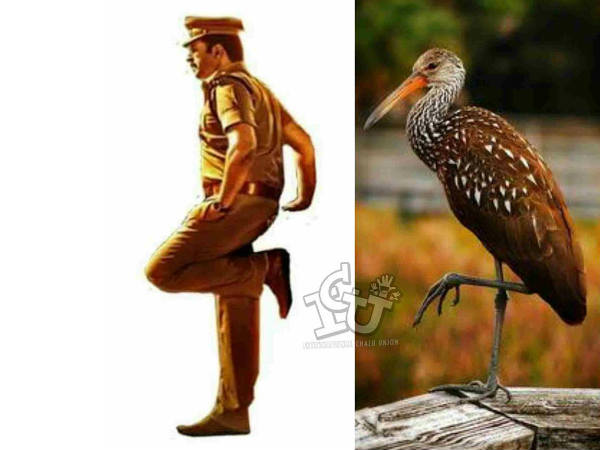 ഇതേതോ പറവയല്ലേ