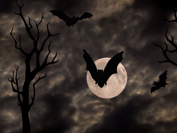 വീട്ടിലേക്ക് വവ്വാല്‍ പ്രവേശിച്ചാല്‍ മരണം സംഭവിക്കും