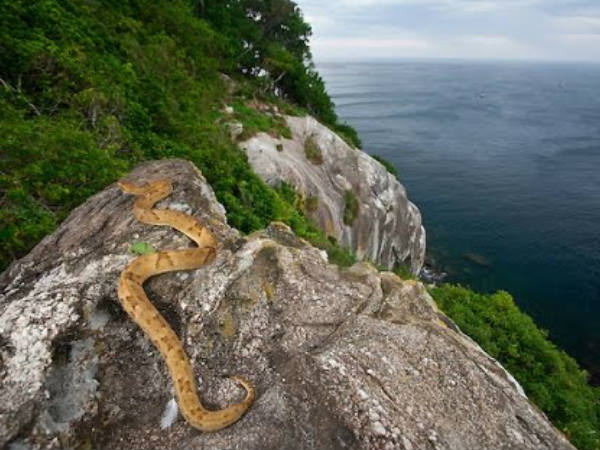 സ്‌നേക്ക് ലാന്റ്