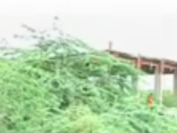 ചുറ്റിനും കാട്