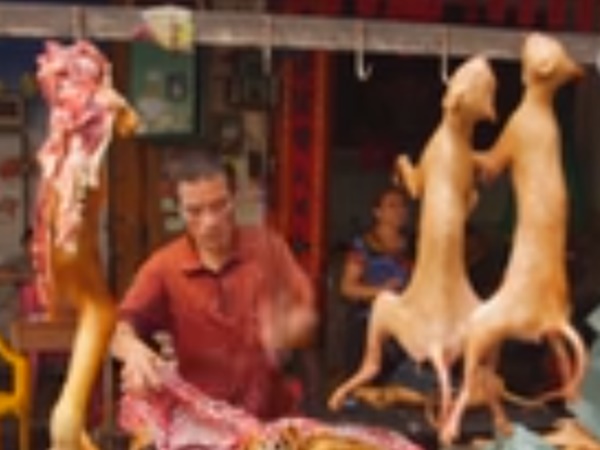 കൂട്ടത്തില്‍ വളര്‍ത്തു പട്ടികളും