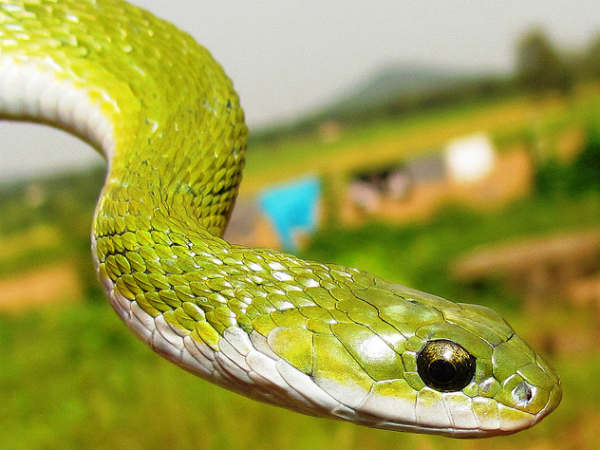 പാമ്പ്, കുരങ്ങന്‍, പട്ടി, പക്ഷി