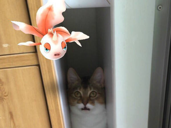 പൂച്ചകളും പട്ടികളും