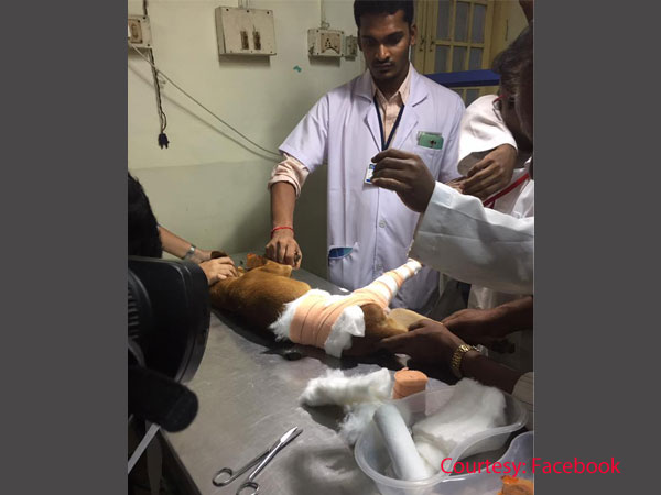 dog-surgery