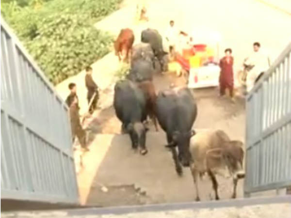 പാകിസ്താനി റിപ്പോര്‍ട്ടര്‍