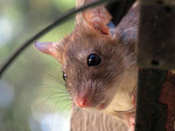 ജയിലിലെ മരണം