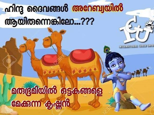 ഒട്ടകങ്ങളെ മേക്കാം 