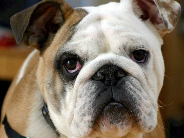 വീട്ടുകാവല് ഏല്പ്പിക്കാന് പറ്റിയ ഇനം വീട്ടുകാവല് ഏല്പ്പിക്കാന് പറ്റിയ ഇനം