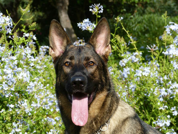 ജര്മന് സ്വദേശി ജര്മന് സ്വദേശി