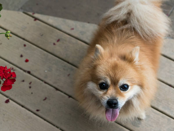 പോം പോം എന്ന് വിളിക്കും പോം പോം എന്ന് വിളിക്കും