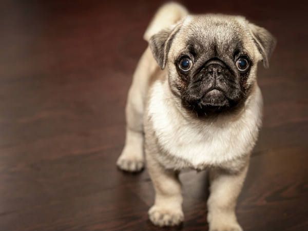 വോഡഫോണ് പരസ്യങ്ങളിലൂടെ... വോഡഫോണ് പരസ്യങ്ങളിലൂടെ...