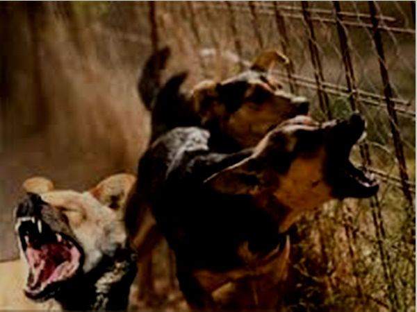 ചോരയൂറുന്ന മാംസം 