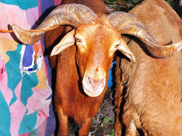 പഞ്ചകോശി പഞ്ചകോശി