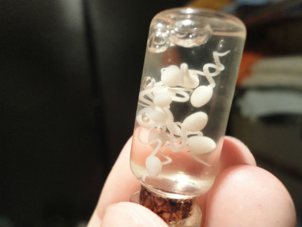 സ്ത്രീകളെ 