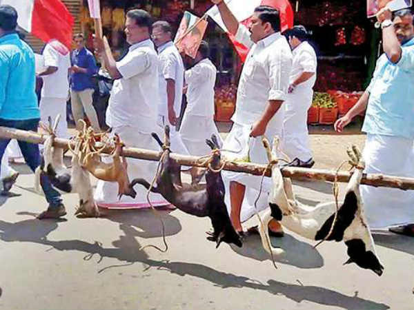 നായ്ക്കളെ കൊന്നു