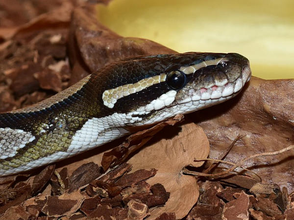  പരിക്ക്