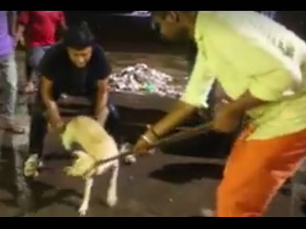 ഡോഗ് റിസോര്‍ട്ട്