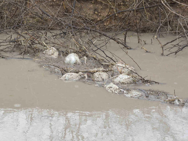 താറാവുകളെ കൊന്നു
