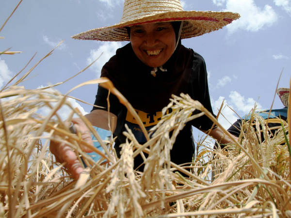 അരി വിപണിയില്‍ 