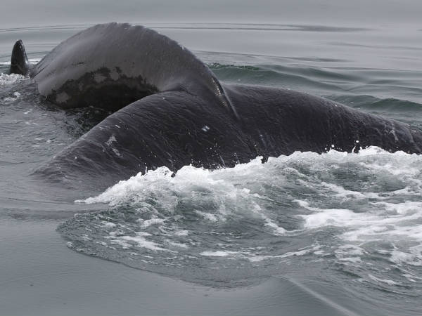  സ്വര്‍ണ്ണത്തേക്കാള്‍ വില