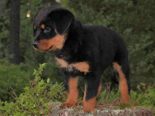 ഓറല്‍ സെക്‌സ്